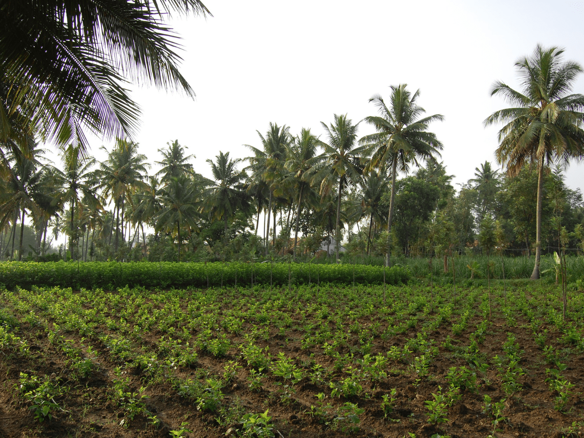Alabujanahalli