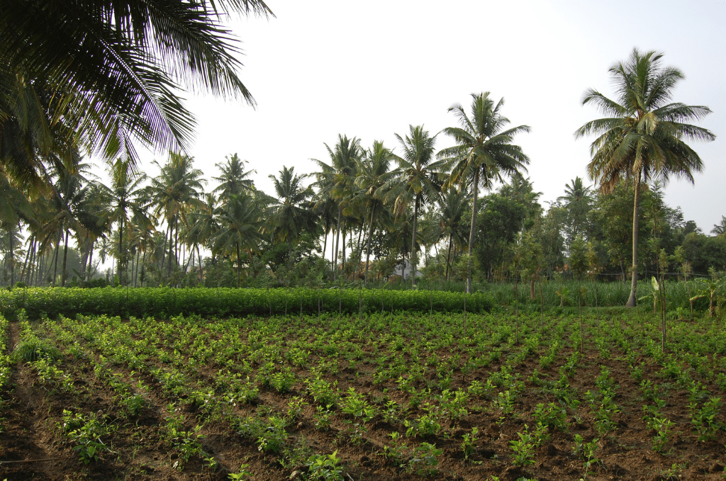 Alabujanahalli
